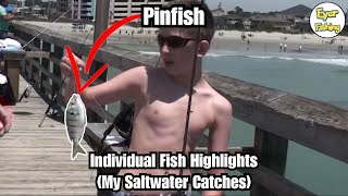 Saltwater Fish I've Caught - Pinfish (Lagodon rhomboides)