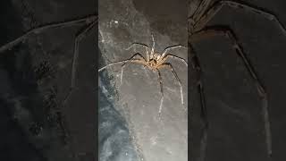 Laba laba pemburu Raksasa (spiderman) 😱 #shorts#spider#viral