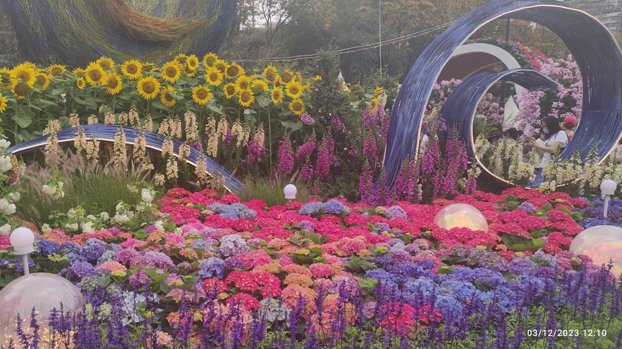 HONG KONG Flower Show Festival CAUSEWAY BAY YouTube