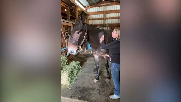 Grooming Equine with Amy McLean