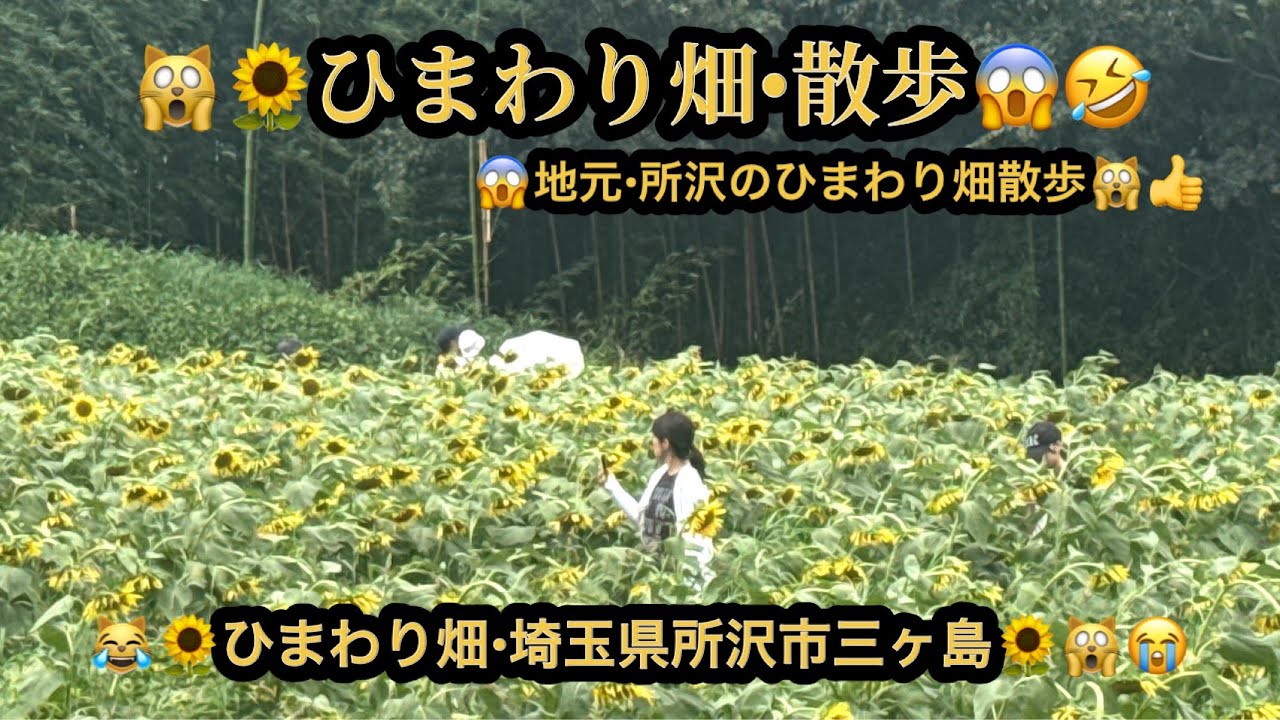 【４ｋ】🙀ひまわり畑・散歩・地元ひまわり畑😱埼玉県所沢市三ヶ島(23m16s)🤣