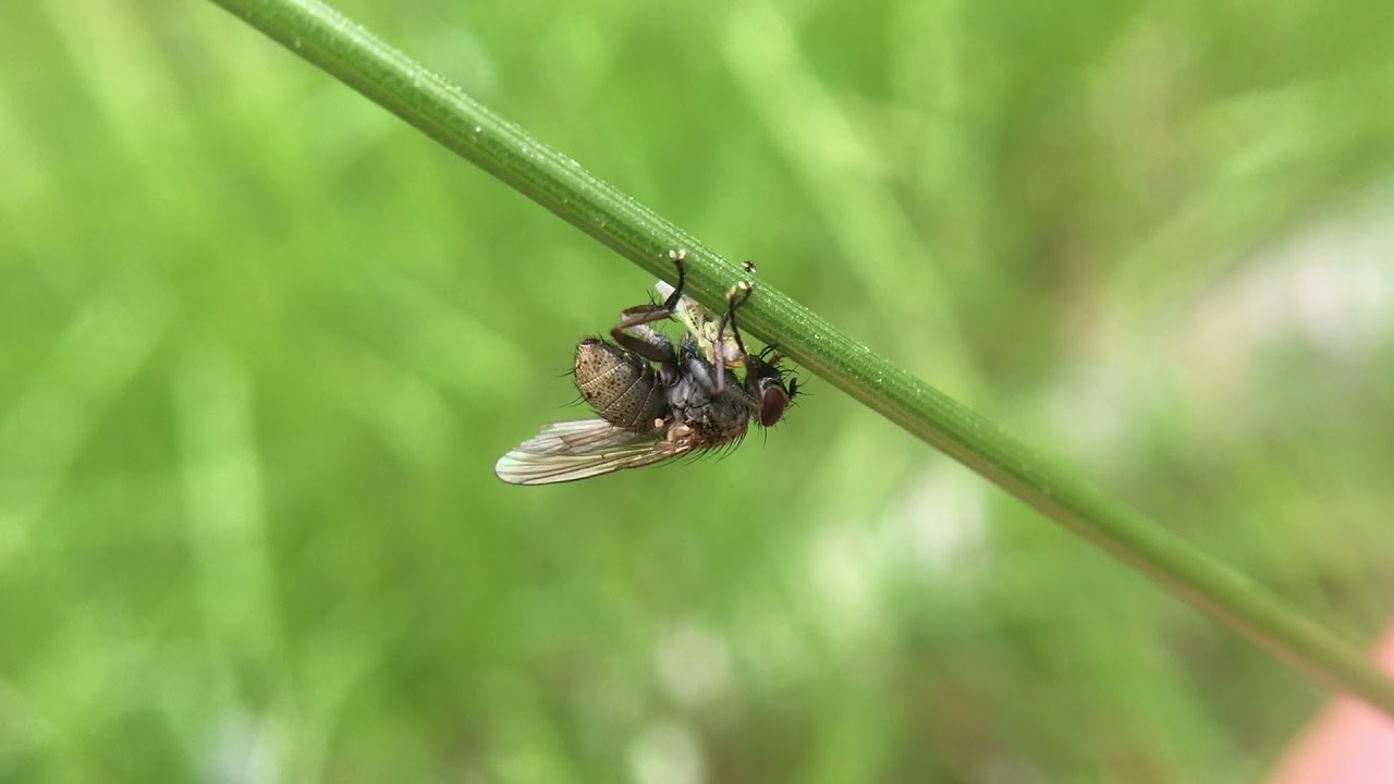 Tiger Fly  (Coenosia tigrina)