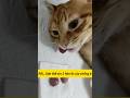 =)) kết thúc có hậu lắm, hậu sự #pets #cat #thucung #catlovers #mèo #animals #petlover