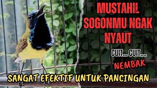 PANCINGAN SOGON GACOR NGLEPER MEMANGGIL LAWAN ‼️AMPUH untuk pancingan sogon bahan dan trotol