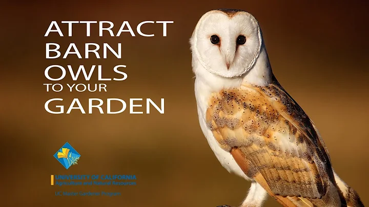 Attract Barn Owls to your Garden