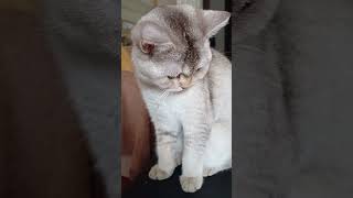 7 Aylık Sevimli Sofi Seven Month Old Kitten Sophie