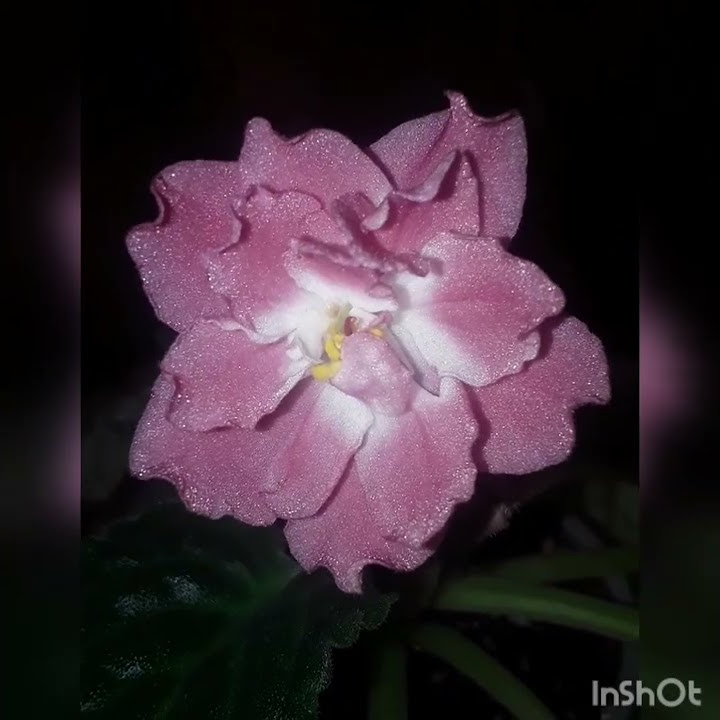 🌹🌷🌹РМ - Свет Восходящего Солнца. Фиалка. - YouTube