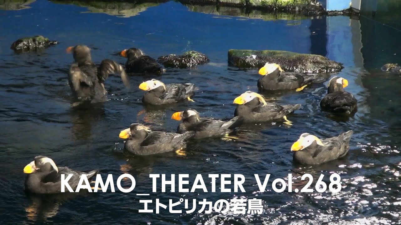 鴨川シーワールド Kamo Theater Vol 268 Youtube