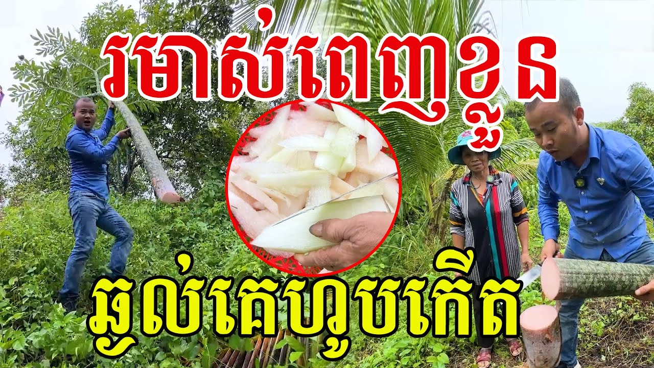 រមាស់អេះពេញខ្លួន ឆ្ងល់គេហូបកើត ដើមក្រឡាដូចថ្លាន់