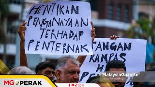 MGPerak: Penternak Lembu, Kerbau Kecewa, Dakwa Haiwan Dalam Kandang Disita