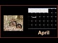 Photoshop:Senior Edition- Desktop Calendar Making Photoshop:Senior Edition- Desktop Calendar Making