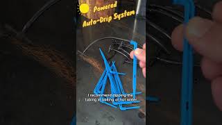 Setting Up Solar Powered Auto Drip Irrigation System. #garden #gardening #solar #dripirrigation