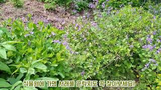 남산야외식물원 영상