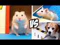 Top 5 SPORTS for real life HAMSTERS &amp; ANIMALS