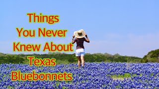 BLUEBONNETS - Texas State Flower - Things You Never Knew About Texas Bluebonnets