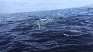 humpback whale strikes boat in Maui. Different angle and video.