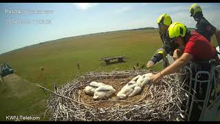 Kocsér p., HU  Stork lives saved by firefighters !!!     2024.05.27.