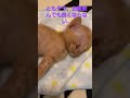 重度の水頭症のともぞう、不調です💦