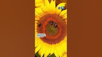 #Shorts Biltmore Estate sunflowers in bloom