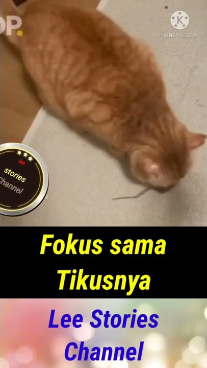 Kucing Gaje🤩🤩 #cats#shortvideo#catslover#viralvideo