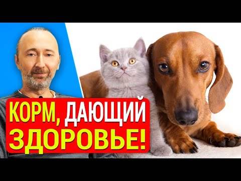 Лучший КОРМ для кошек и собак!