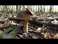 Лесная грибная симфония.Forest mushroom Symphony.