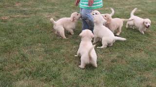 Golden Retriever Puppies For Sale