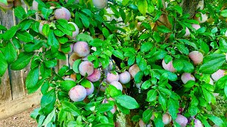 Dapple Dandy Pluot Fruit Production!