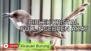 MASTERAN CIBLEK KRISTAL NGEBREN PANJANG