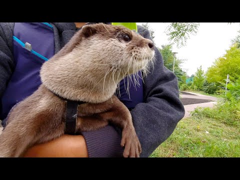 Video: Katana Zero -arvostelu: Se On Groundhog Day Miekalla