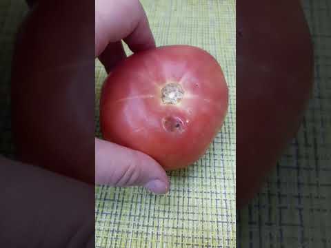 Как в холодильнике хранить помидоры в домашних условиях