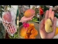 Созрел последний плод манго . Вкусный, сочный