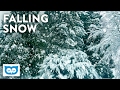 Relaxing Falling Snow - 2 Hours Peaceful Snowfall &amp; Light Wind Noise