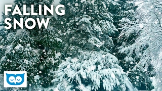 Relaxing Falling Snow - 2 Hours Peaceful Snowfall & Light Wind Noise