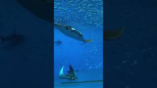 Dreams, Giant Manta Ray Adventure 😎 #Shorts #mantaray