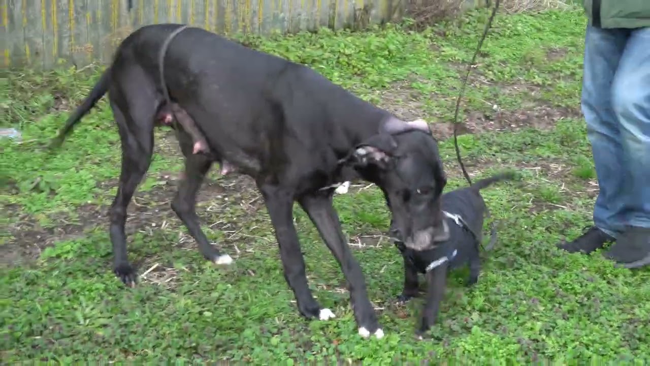 Faith and Esynsyn, S litter week 6