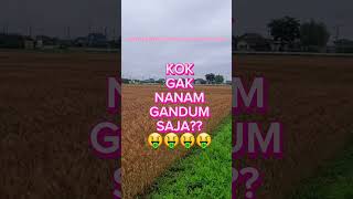 WHY NOT JUST PLANT WHEAT