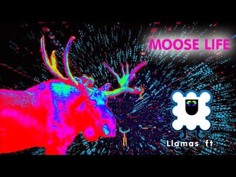 Moose Life - Gameplay - PC