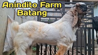REKOMENDASI PEJANTAN MASKOT KANDANG DI ANINDITO FARM BATANG