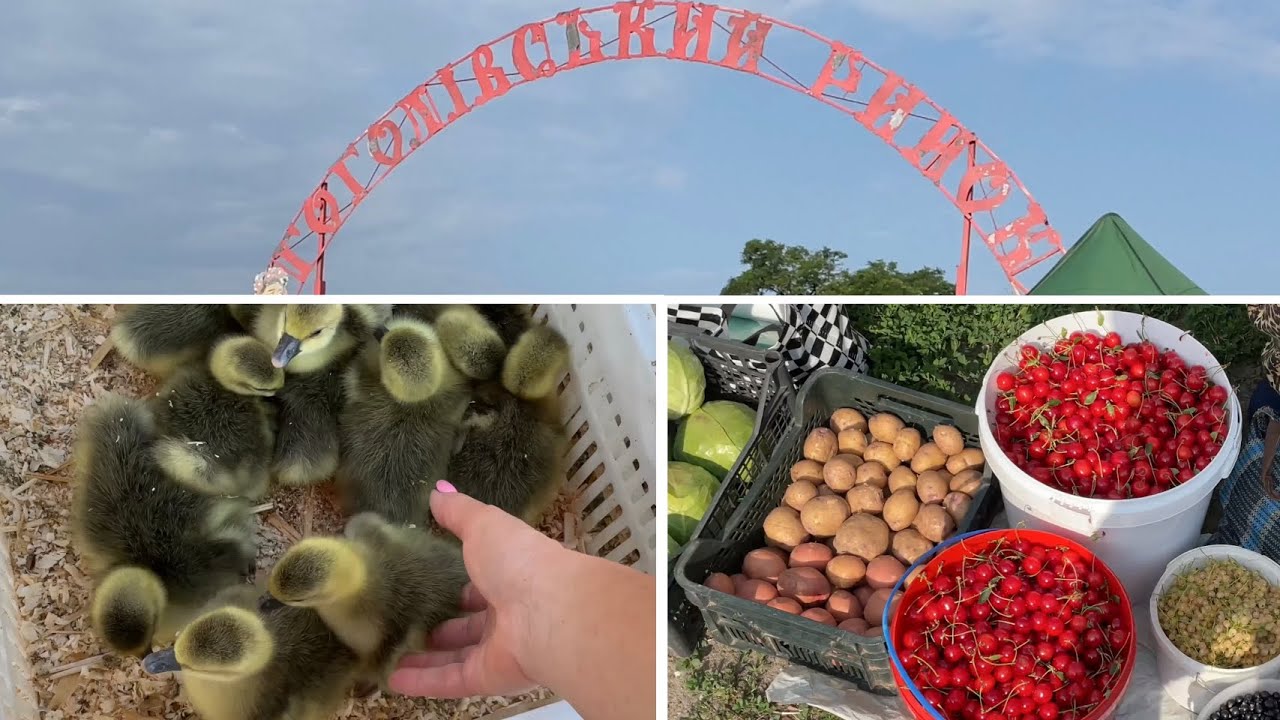 Птичий рынок в Гоголеве! Цены на Куры Цыплята Утки Гуси Овощи и фрукты Много цветов