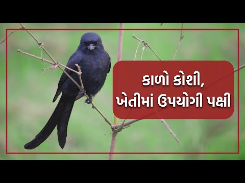 કાળીયો/કાળો કોશી ખેડૂતો માટે ઉપયોગી પક્ષી!  - કાળીયો/કાળો કોશી ખેડૂતો માટે ઉપયોગી પક્ષી! 