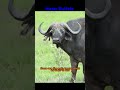 My first Safari drive was Amazing!