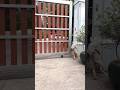 Em Bo bỏ đi rồi #lanatrinh #funny #shortsvideo
