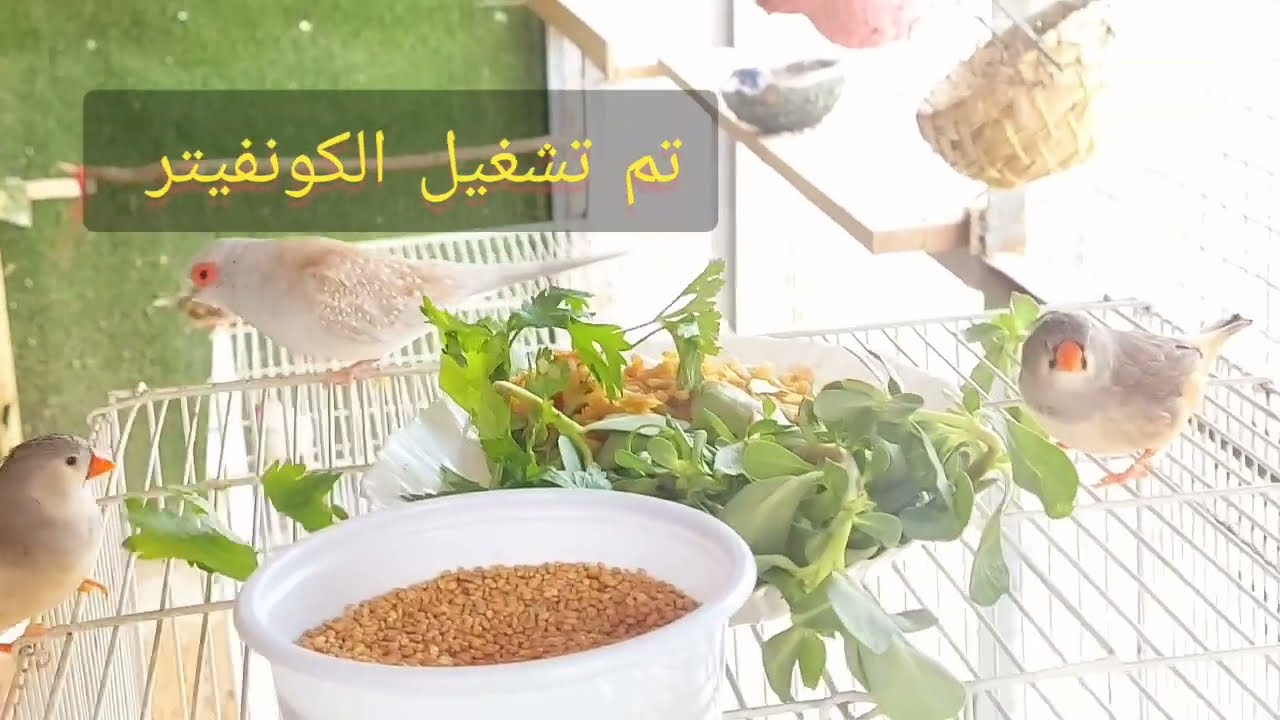 تبريد المحمية والإجابة على الاسئلة محمية عراقية فوق السطح