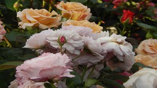 Шок от цветения розового полукруга в холод и дожди