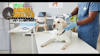 Animal Shelter Simulator | Vet Clinic DLC animals animalshelter animalsheltersimulator