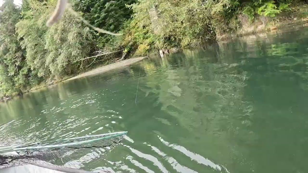 Healthy king pulling drag, king salmon 