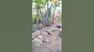 gà rừng của hlau youtube.Hlau youtube cov qaib qus zoo raug heev