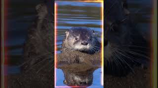 especialistas de las aguas frías #datosmaniax #sabiasque #ia #chile #faunachilena #chilenos