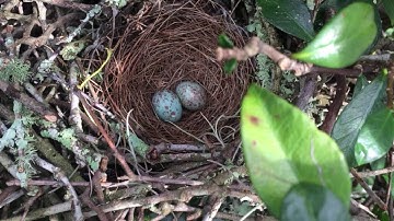Mockingbird Nest and Eggs 001